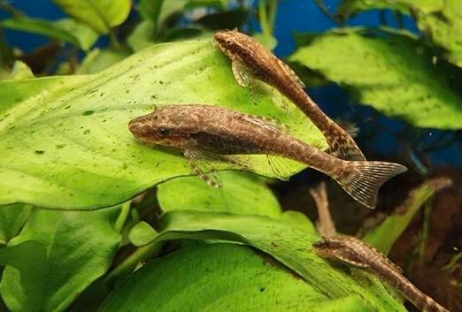Kleine zeldzame algeneter, Dieren en Toebehoren, Vissen | Aquariumvissen