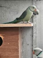 Malabarparkiet, Dieren en Toebehoren, Vogels | Parkieten en Papegaaien, Mannelijk, Parkiet, Geringd