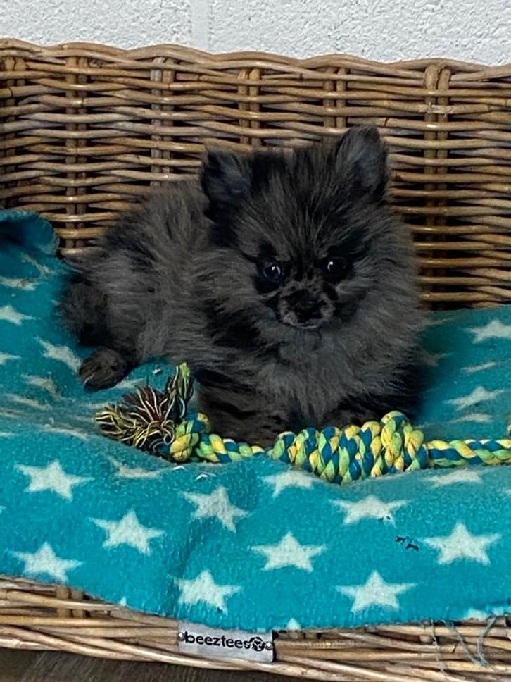 Chiots spitz allemands nain, Animaux & Accessoires, Chiens | Huskys, Loulous & Types primitifs, Chien (mâle), Loulou, Éleveur | Professionnel