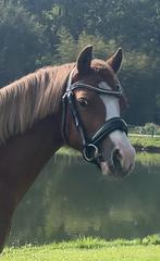Sport grote B pony Welsh enorm getalenteerd, Dieren en Toebehoren, Merrie, Gechipt, 3 tot 6 jaar, L