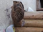 Temminck tragopaan, Dieren en Toebehoren, Pluimvee, Vrouwelijk, Overige soorten