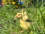 witte boerenganzen, Plusieurs animaux, Oie ou Cygne