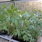 Tomaten plantjes te koop, Tuin en Terras, Planten | Tuinplanten, Ophalen, Volle zon, Groenteplanten, Eenjarig