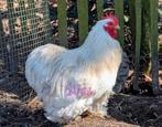 Cochin kriel haan bobtail, Mannelijk, Kip