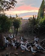Barbarie eenden. Hennen, Dieren en Toebehoren, Pluimvee
