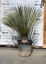 Yucca rostrata!, Tuin en Terras, Planten | Tuinplanten, Ophalen