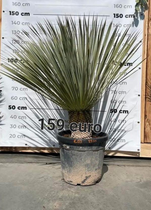 Yucca rostrata!, Jardin & Terrasse, Plantes | Jardin, Enlèvement