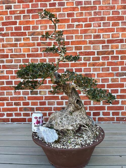Bonsai wilde olijf, Tuin en Terras, Planten | Tuinplanten, Volle zon, Ophalen