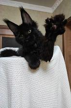 Maine Coon poes  met stamboom!!! Twee jaar oud ., Dieren en Toebehoren, Katten en Kittens | Dekkaters, 0 tot 2 jaar