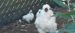 Zijdehoen hanen  gratis, Dieren en Toebehoren, Pluimvee