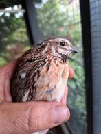 Europese kwartel hennen., Dieren en Toebehoren, Vogels | Overige Vogels, Geringd