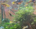 30 zuivere yellow tiger endlers (jongvolwassen vissen), Dieren en Toebehoren, Vis, Zoetwatervis, Schoolvis