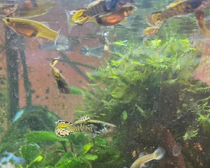 30 zuivere yellow tiger endlers (jongvolwassen vissen), Dieren en Toebehoren, Vissen | Aquariumvissen, Zoetwatervis, Vis, Schoolvis