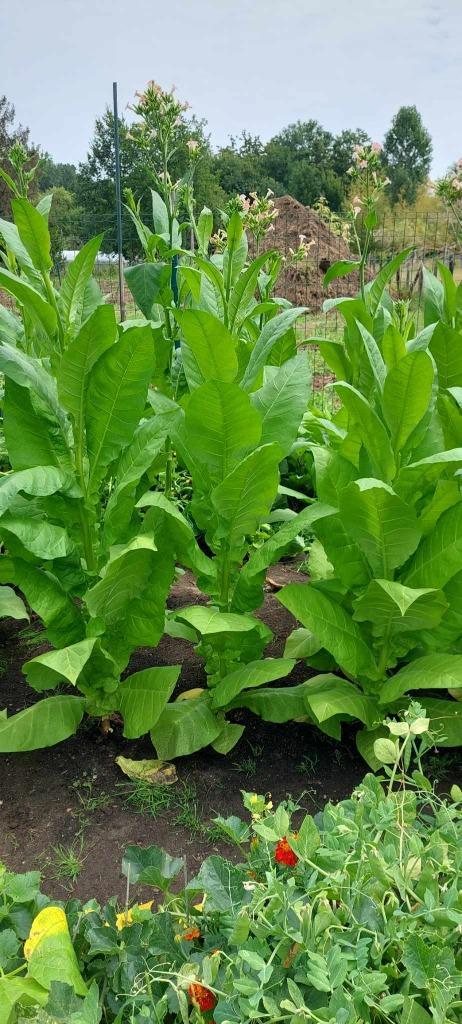 tabakplant, Tuin en Terras, Bloembollen en Zaden, Ophalen of Verzenden