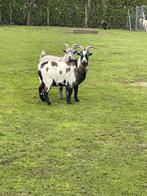 Geiten, Dieren en Toebehoren, Geit, 0 tot 2 jaar