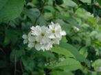 Inheemse vogelkers – Prunus padus, Tuin en Terras, Planten | Bomen, Ophalen