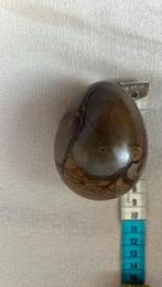 Oeuf de madagascar, Ophalen of Verzenden, Fossiel