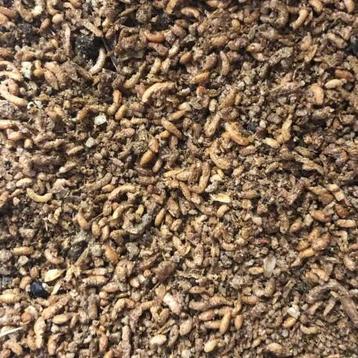Patée aux insectes beschikbaar voor biedingen