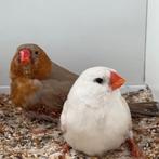 Zebravinken Oranjeborst zwartborst, Dieren en Toebehoren, Meerdere dieren, Tropenvogel, Geringd