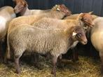 Nog 5 ram lammeren Ardense voskop stamboek te koop, Dieren en Toebehoren, Schapen, Geiten en Varkens