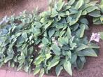 hosta klein blauw, Volledige schaduw, Zomer, Vaste plant, Overige soorten