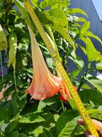 Brugmansia roos enkelvoudig, Tuin en Terras, Vaste plant, Halfschaduw, Zomer, Ophalen