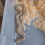 Western hognose, Animaux & Accessoires, Reptiles & Amphibiens, Serpent