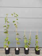 Vitis vinifera 'Boskoop Glory' (Druivelaar), Ophalen, Vaste plant, Halfschaduw, Klimplanten