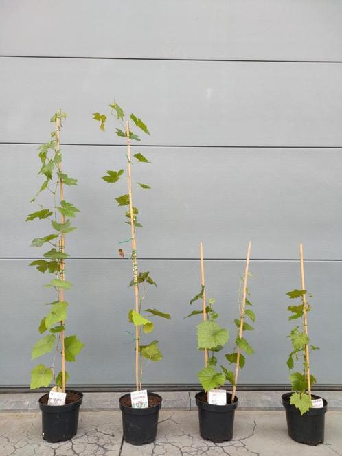 Vitis vinifera 'Boskoop Glory' (Druivelaar), Tuin en Terras, Planten | Tuinplanten, Vaste plant, Klimplanten, Halfschaduw, Zomer