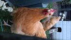 Orpington buff jonge hanen, Dieren en Toebehoren, Pluimvee, Mannelijk, Kip