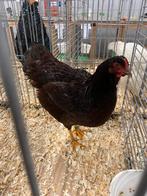 Gezocht: Rhode island red broedeieren, Dieren en Toebehoren