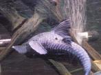 Aquarium vissen, Dieren en Toebehoren, Vissen | Aquariumvissen, Vis, Zoetwatervis