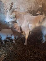 Geiten mieke, Vrouwelijk, Geit, 3 tot 5 jaar