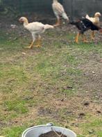 pluimvee maleiers 9 weken, Dieren en Toebehoren, Geslacht onbekend, Kip