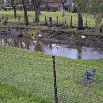 Loopeenden eieren beschikbaar voor biedingen