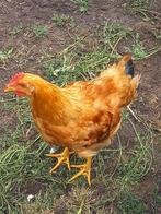 new hampshire haan, Dieren en Toebehoren, Pluimvee, Mannelijk, Kip