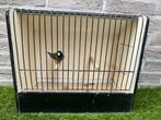 Wildkleur gouldamadine / gould losse man te koop, Tropenvogel