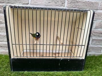 Wildkleur gouldamadine / gould losse man te koop, Oiseau tropical