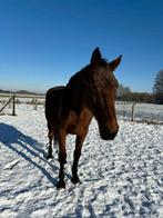 Une douce jument à la recherche d’un foyer calme et aimant, 11 ans ou plus, Avec pedigree, Ne s'applique pas, Jument