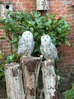 Sneeuwuilen te koop, Dieren en Toebehoren, Vogels | Overige Vogels