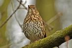 Zanglijsters, Dieren en Toebehoren, Vogels | Overige Vogels, Meerdere dieren, Wildzangvogel, Geringd