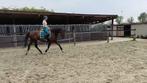 Recreatiepaard /fokmerrie met top afstamming, Dieren en Toebehoren, Paarden, Merrie, Gechipt, M, 11 jaar of ouder