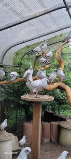 Italiaanse meeuwtjes, Dieren en Toebehoren, Vogels | Duiven, Meerdere dieren, Overige soorten