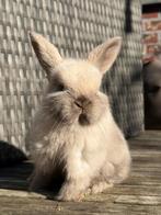 Dwergkonijn, Dieren en Toebehoren, Hangoor