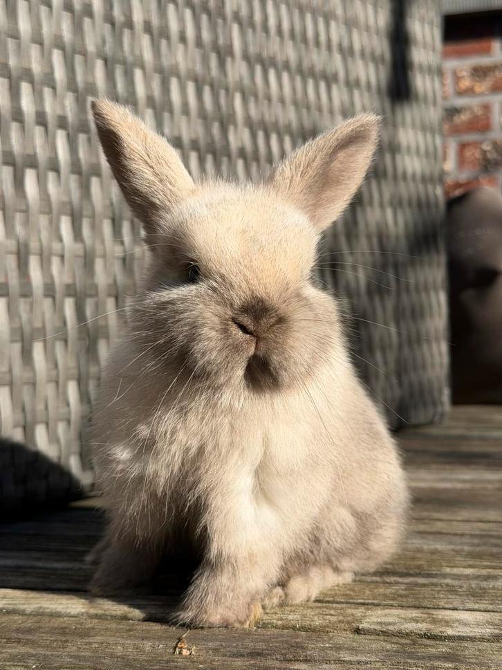 Dwergkonijn, Dieren en Toebehoren, Konijnen, Hangoor