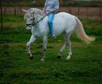 Pony te koop, Dieren en Toebehoren, Merrie, B, Gechipt, Dressuurpony