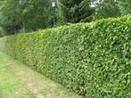 Fagus haag beukenhaag, Ophalen, Beukenhaag, Haag, 100 tot 250 cm