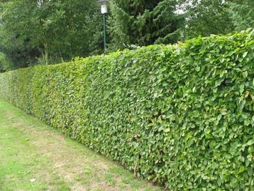 Fagus haag beukenhaag beschikbaar voor biedingen
