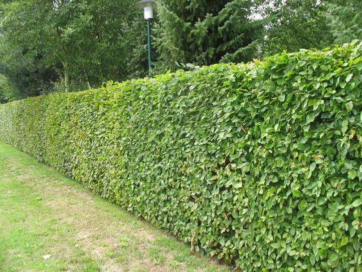 Fagus haag beukenhaag, Tuin en Terras, Planten | Struiken en Hagen, Haag, Beukenhaag, 100 tot 250 cm, Ophalen