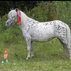 Raszuivere Falabella minipaardjes, Dieren en Toebehoren, Pony's, Merrie, A pony (tot 1.17m), Gechipt, 3 tot 6 jaar